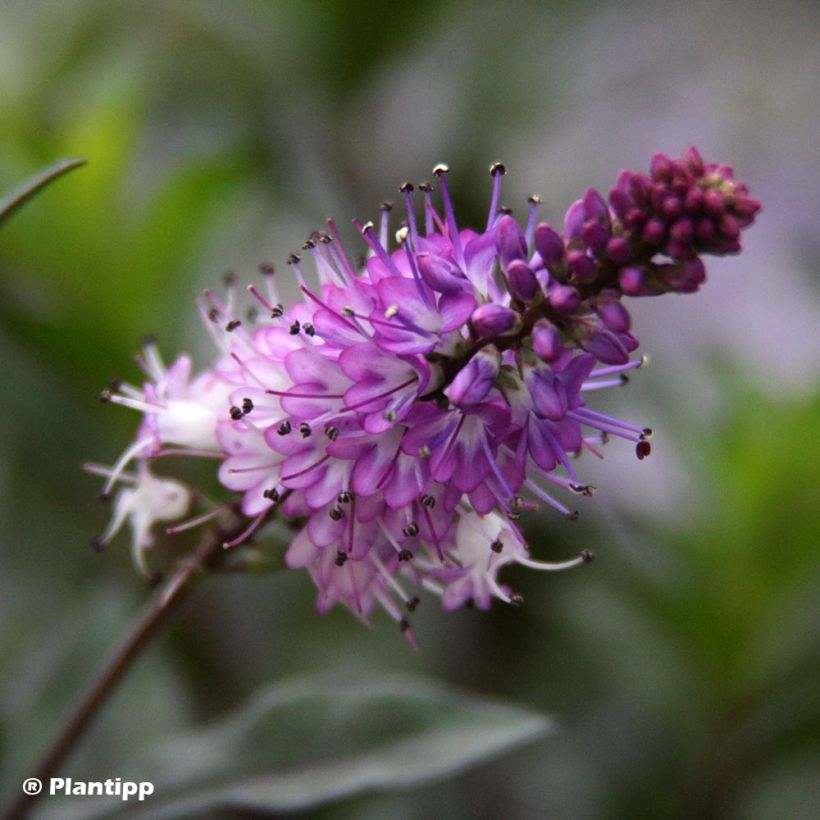 Hebe Midnight Sky - Strauchveronika (Flowering)