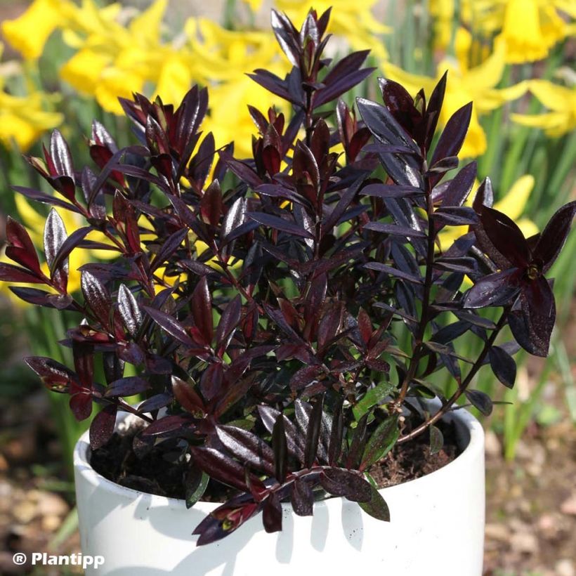 Hebe Midnight Sky - Strauchveronika (Plant habit)