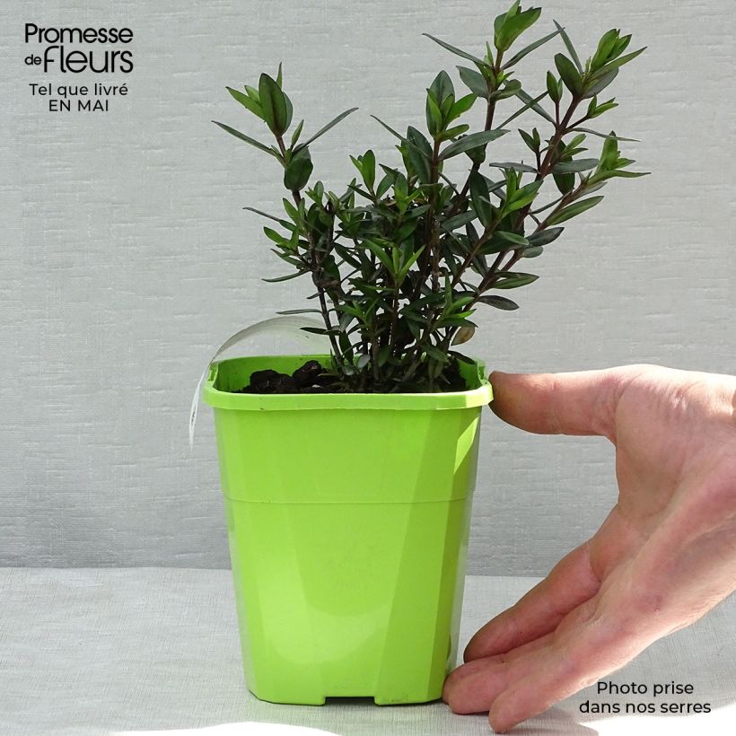 Example of Hebe Midnight Sky - Strauchveronika Topf mit 1,5L/2L as you get in printemps