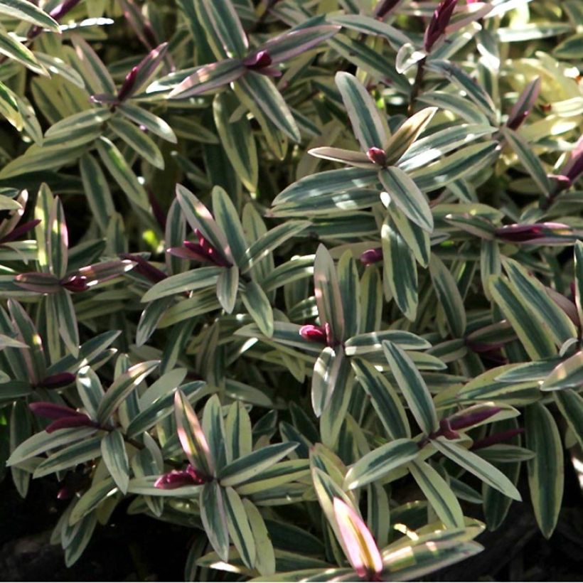 Hebe Orphan Annie - Strauchveronika (Foliage)