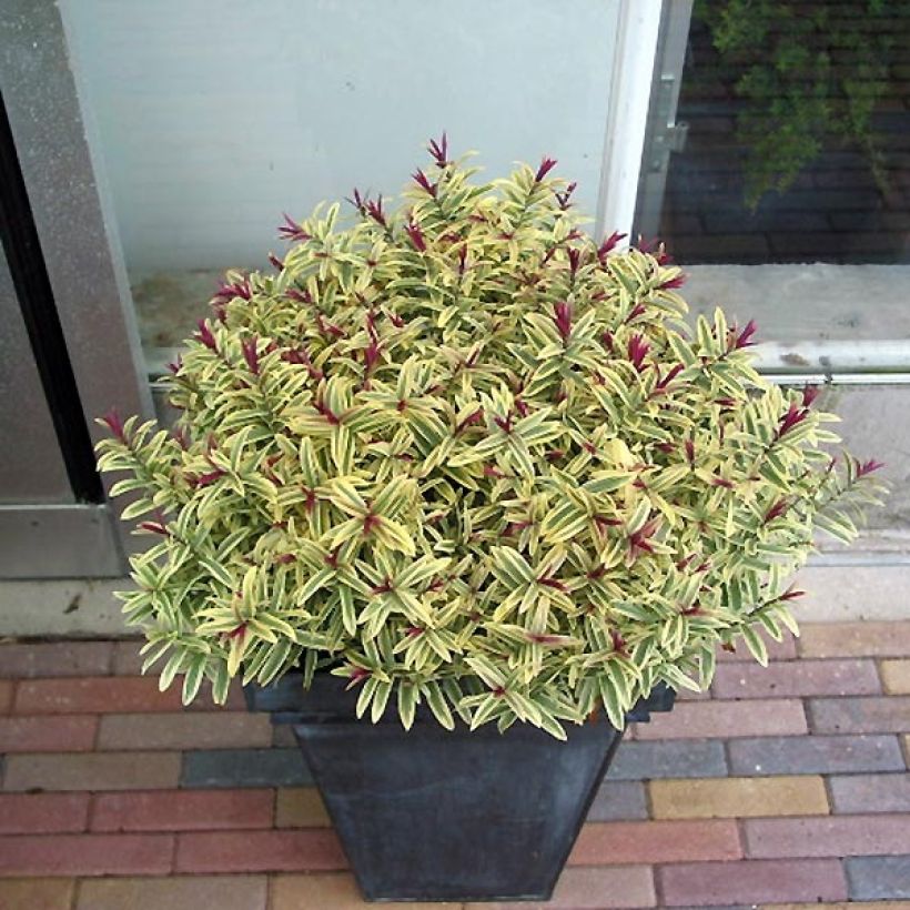 Hebe Orphan Annie - Strauchveronika (Plant habit)