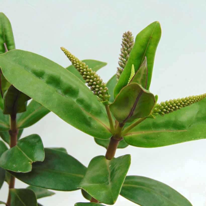 Hebe Ouessant - Strauchveronika (Foliage)