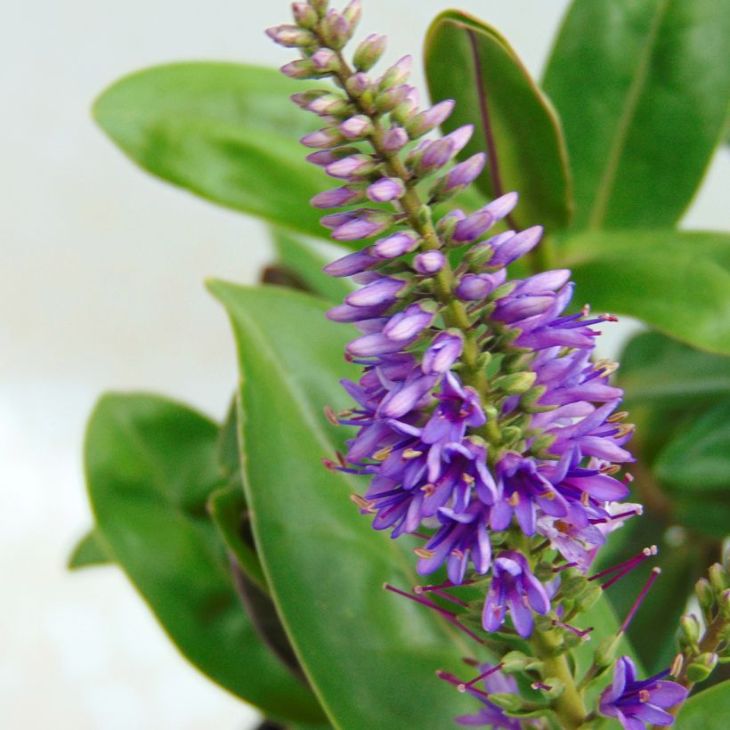 Hebe Ouessant - Strauchveronika (Flowering)