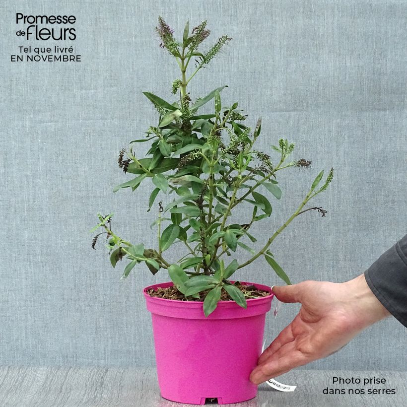 Example of Hebe Ouessant - Strauchveronika Topf mit 2L/3L as you get in automne