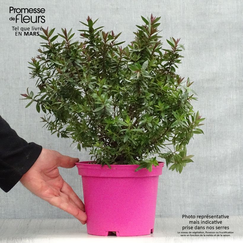 Exemplar von Hebe Raspberry Ripple - Strauchveronika Topf mit 2L/3L wie im Frühjahr geliefert