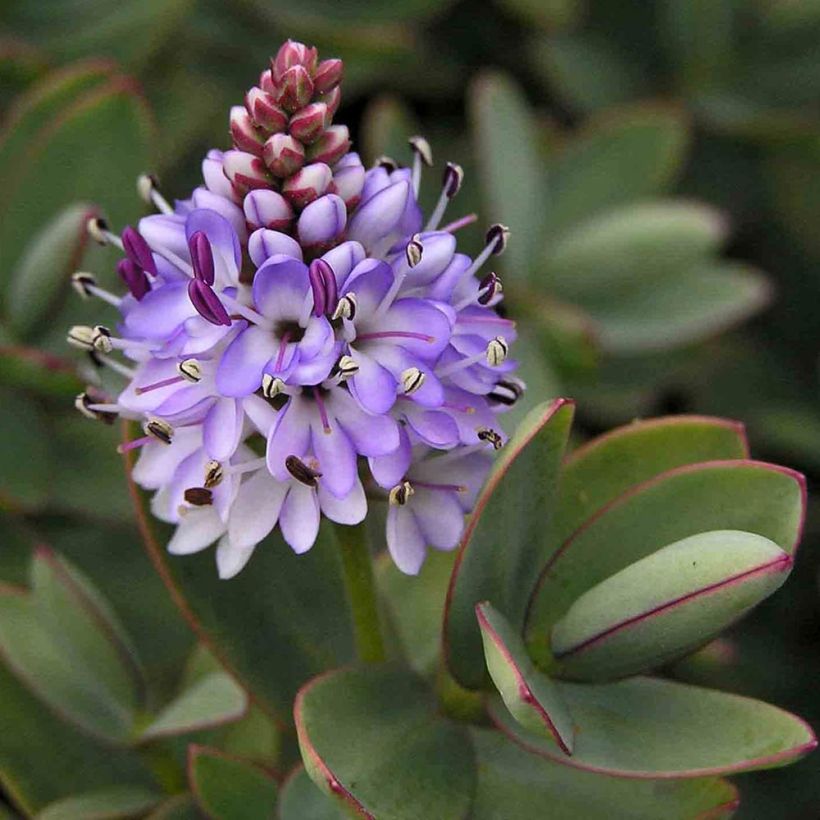 Hebe albicans Red Edge - Strauchveronika (Flowering)