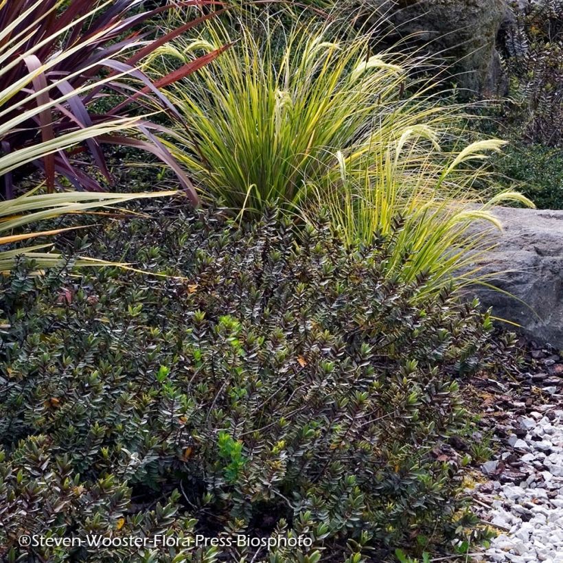 Hebe albicans Red Edge - Strauchveronika (Plant habit)