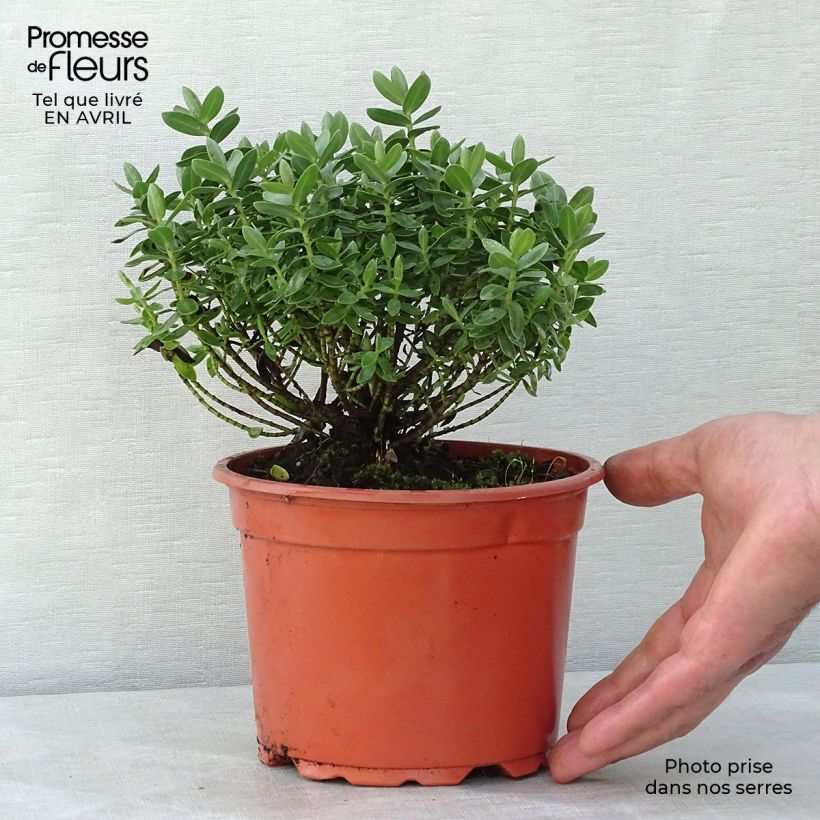 Exemplar von Hebe albicans Red Edge - Strauchveronika Topf mit 2L/3L wie im Frühjahr geliefert