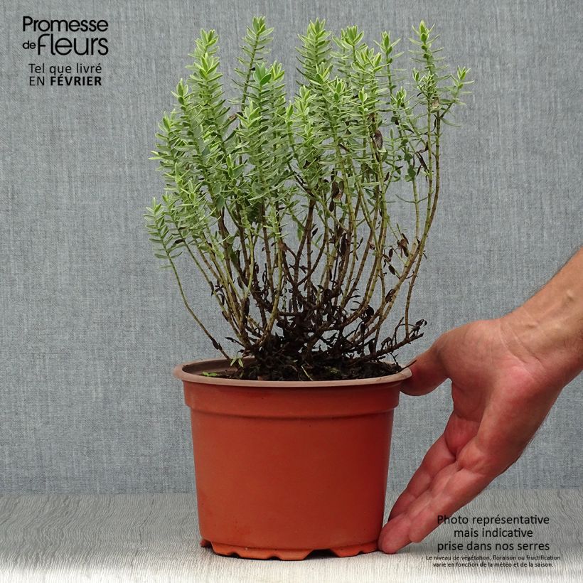 Example of Hebe albicans Red Edge - Strauchveronika Topf mit 2L/3L as you get in automne