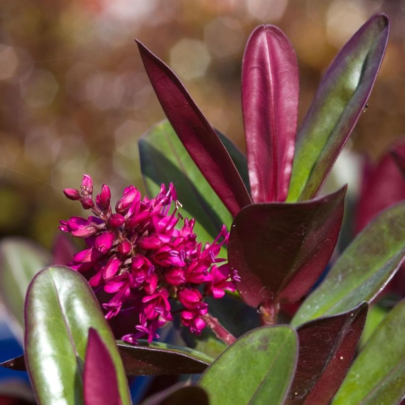Hebe Santa Monica - Strauchveronika (Flowering)