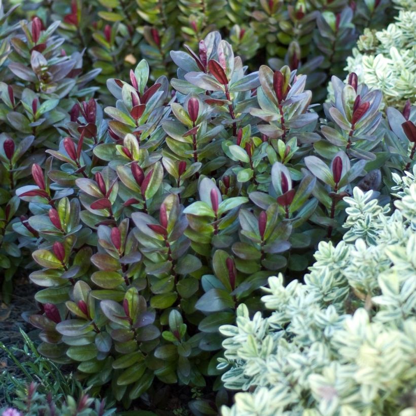 Hebe Santa Monica - Strauchveronika (Plant habit)