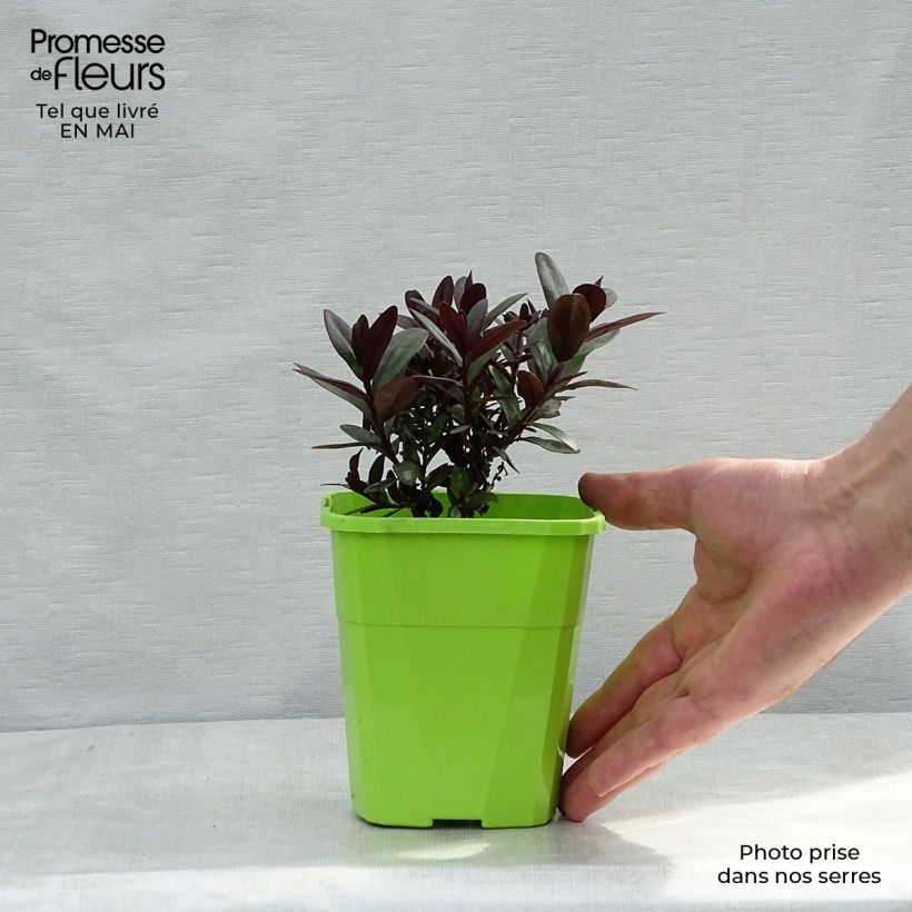 Example of Hebe Santa Monica - Strauchveronika Topf mit 1L/1,5L as you get in printemps