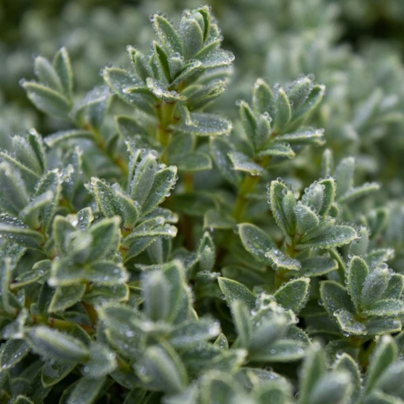 Hebe pinguifolia Sutherlandii - Strauchveronika (Foliage)