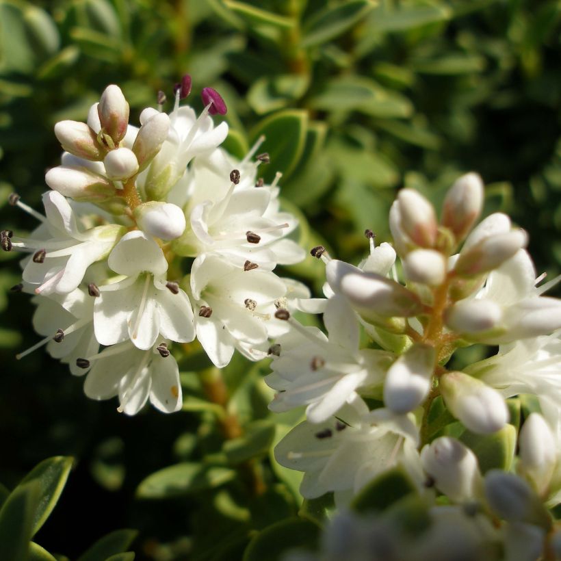 Hebe pinguifolia Sutherlandii - Strauchveronika (Flowering)
