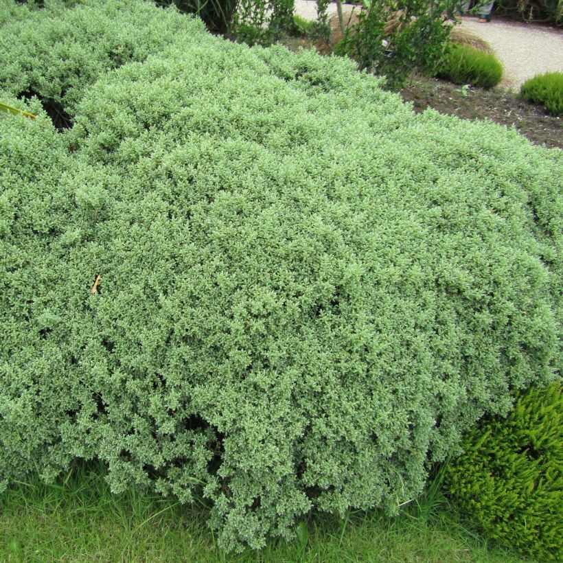 Hebe pinguifolia Sutherlandii - Strauchveronika (Plant habit)