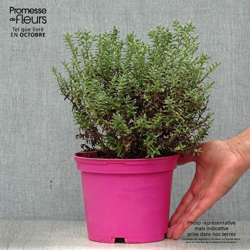 Example of Hebe pinguifolia Sutherlandii - Strauchveronika Topf mit 2L/3L as you get in automne