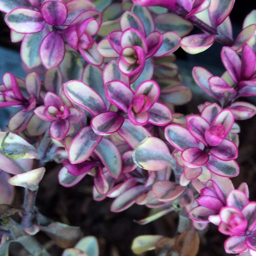 Hebe Tip Top - Strauchveronika (Foliage)
