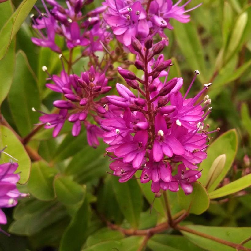 Hebe Wiri Charm - Strauchveronika (Flowering)