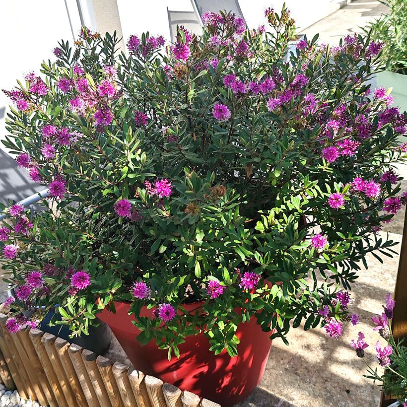 Hebe Wiri Charm - Strauchveronika (Wuchs)