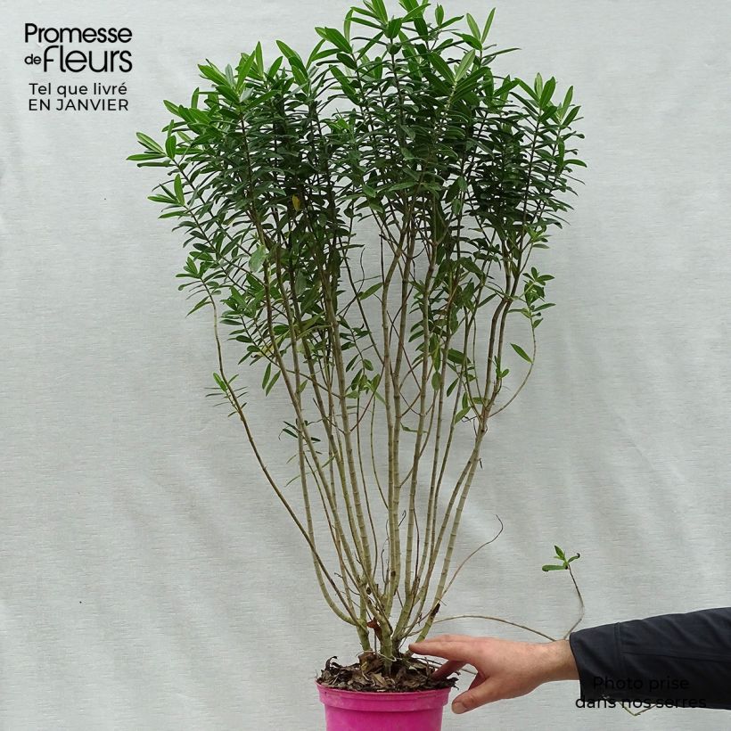 Exemplar von Hebe Wiri Image - Strauchveronika Topf mit 2L/3L wie im Winter geliefert