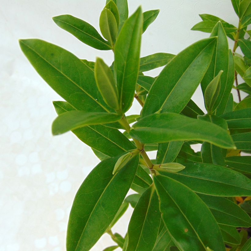 Hebe Wiri Image - Strauchveronika (Foliage)