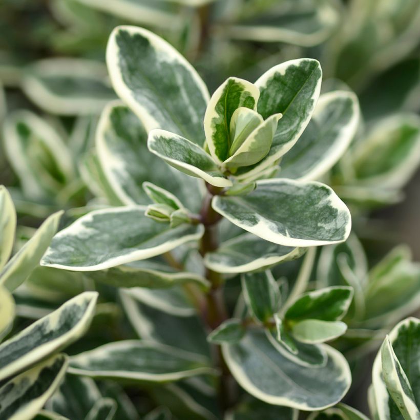 Hebe andersonii Variegata - Strauchveronika (Foliage)
