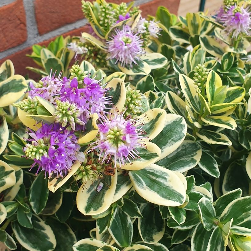 Hebe andersonii Variegata - Strauchveronika (Flowering)