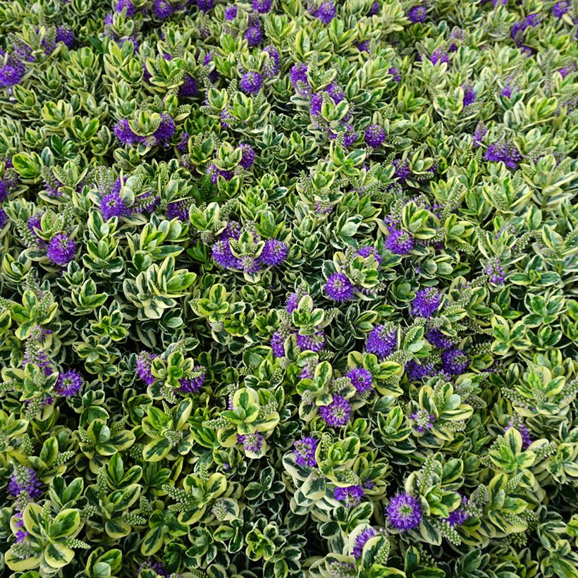 Hebe andersonii Variegata - Strauchveronika (Plant habit)