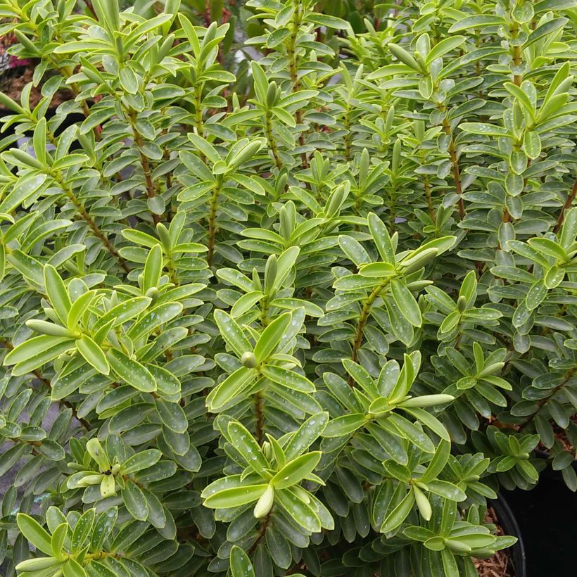 Hebe brachysiphon - Strauchveronika (Foliage)