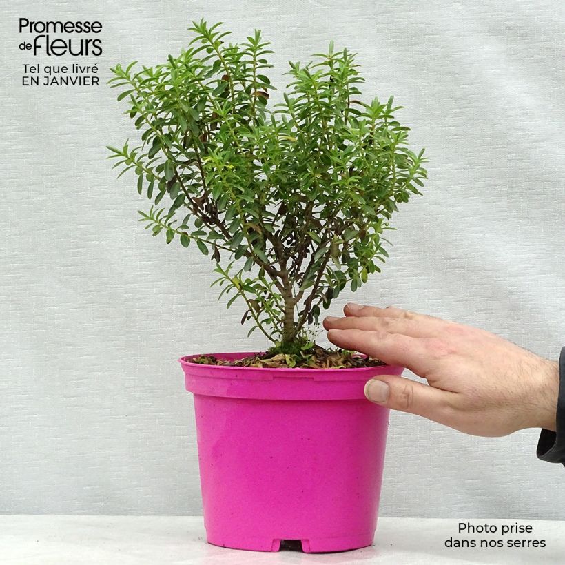 Exemplar von Hebe brachysiphon - Strauchveronika Topf mit 2L/3L wie im Winter geliefert