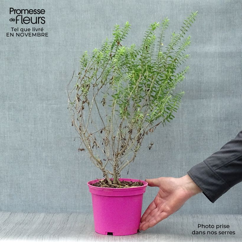 Example of Hebe brachysiphon - Strauchveronika Topf mit 2L/3L as you get in automne