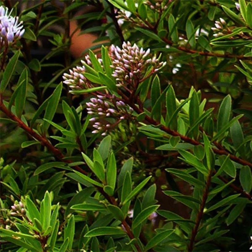 Hebe diosmifolia - Strauchveronika (Foliage)