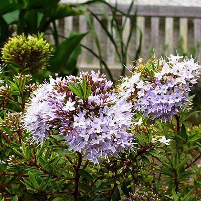 Hebe diosmifolia - Strauchveronika (Flowering)