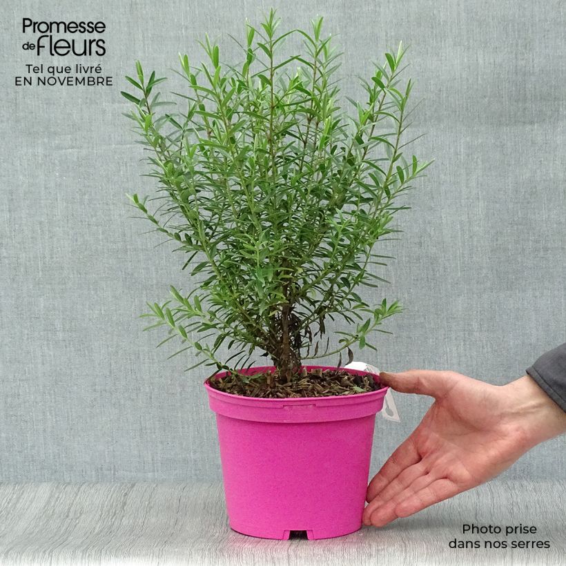 Example of Hebe diosmifolia - Strauchveronika Topf mit 3L/4L as you get in automne