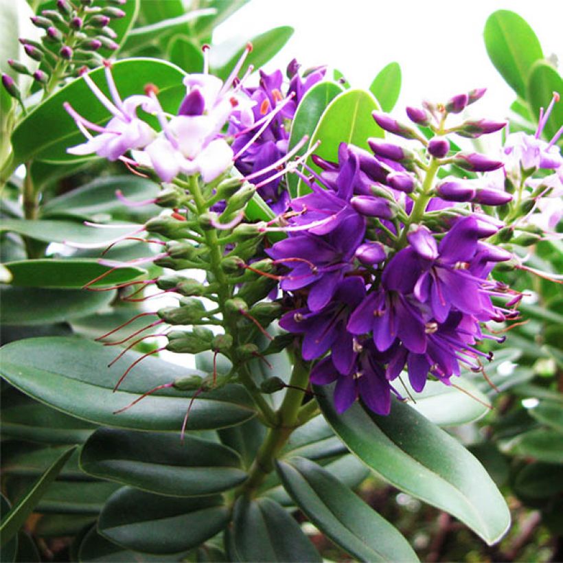 Hebe Blue Gem - Strauchveronika (Flowering)