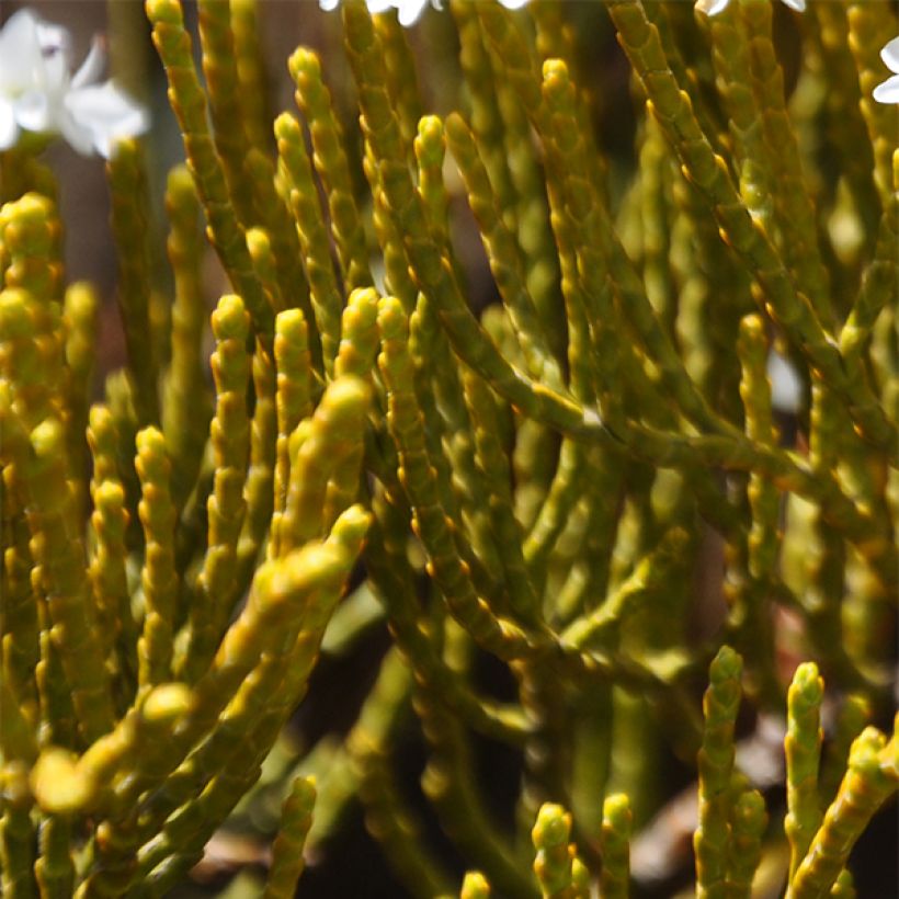 Hebe ochracea - Strauchveronika (Foliage)