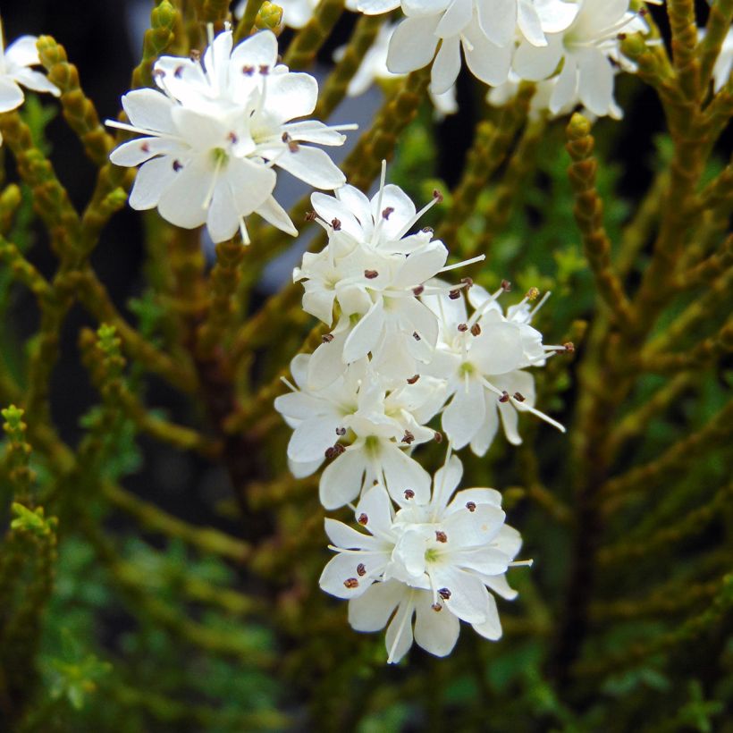 Hebe ochracea - Strauchveronika (Flowering)