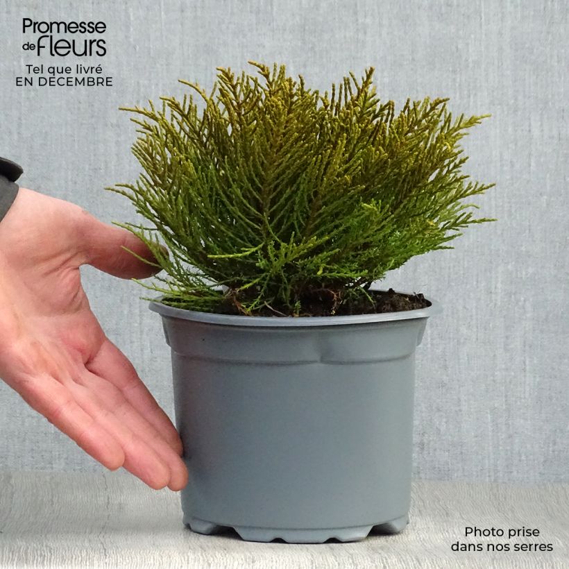 Example of Hebe ochracea - Strauchveronika Topf mit 1,5L/2L as you get in hiver