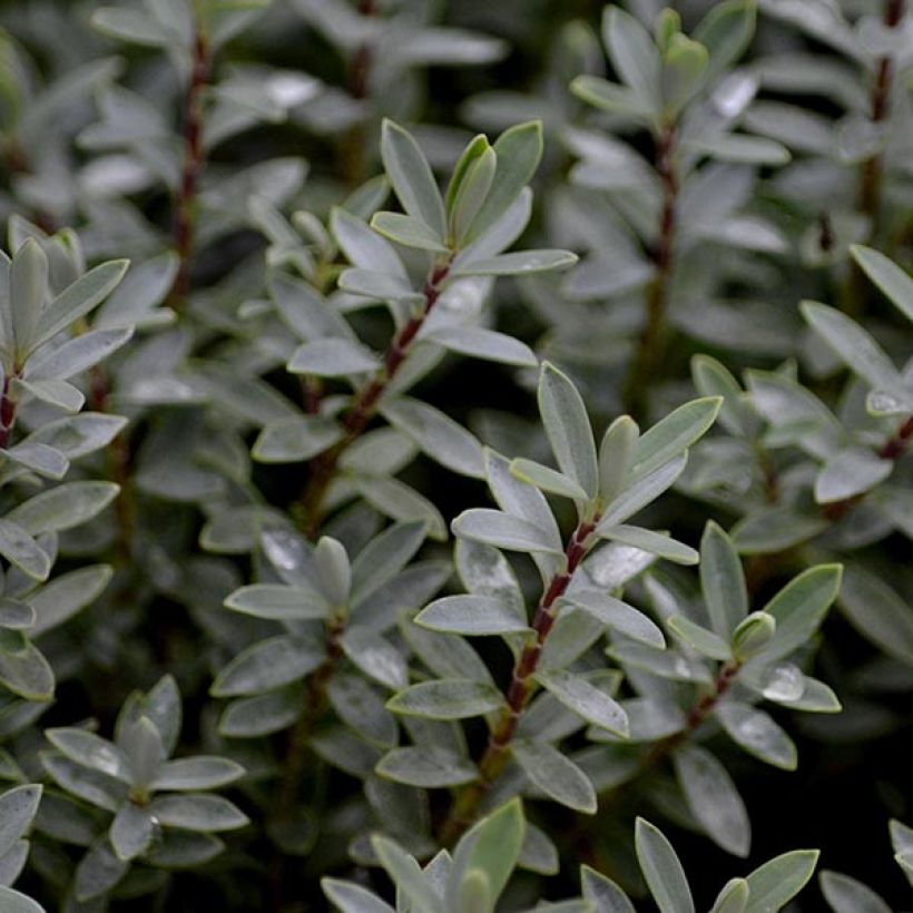 Hebe pimeleoides Quicksilver - Strauchveronika (Foliage)
