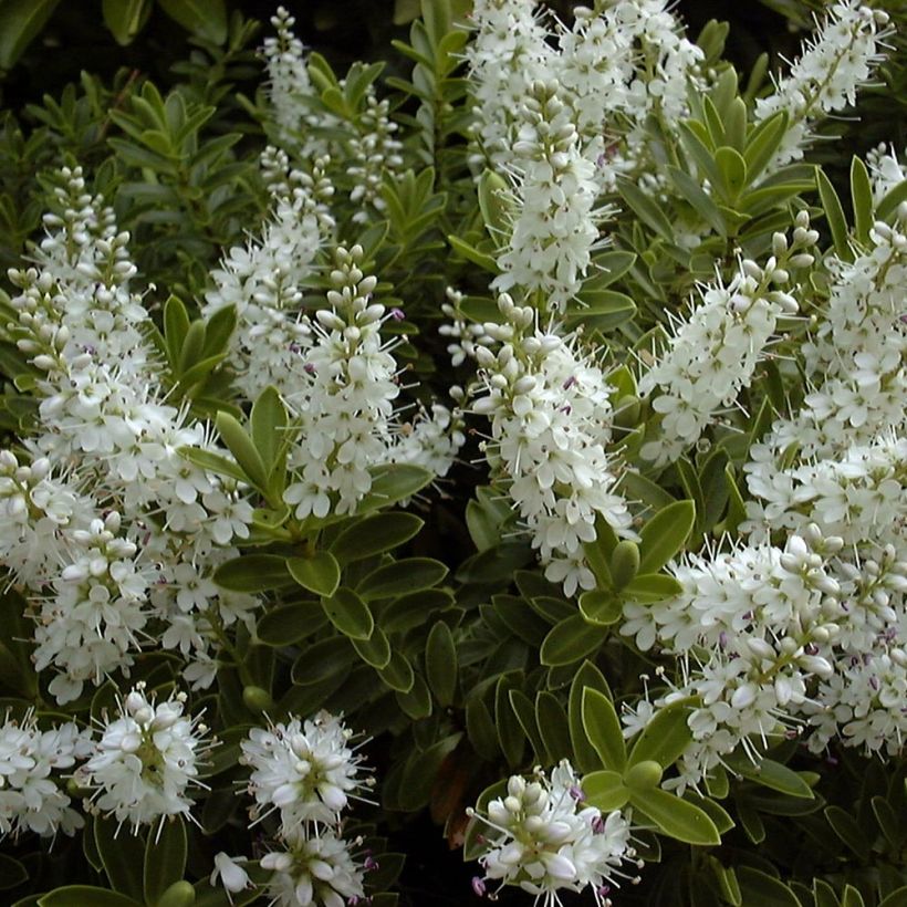 Hebe rakaiensis - Strauchveronika (Flowering)