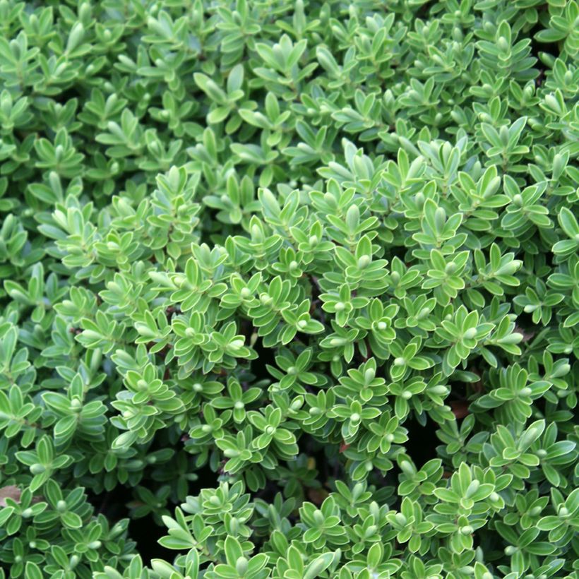 Hebe rakaiensis - Strauchveronika (Foliage)