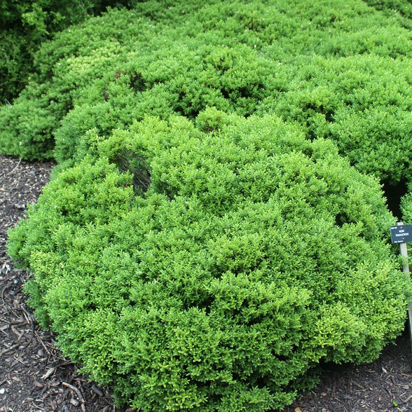 Hebe rakaiensis - Strauchveronika (Plant habit)
