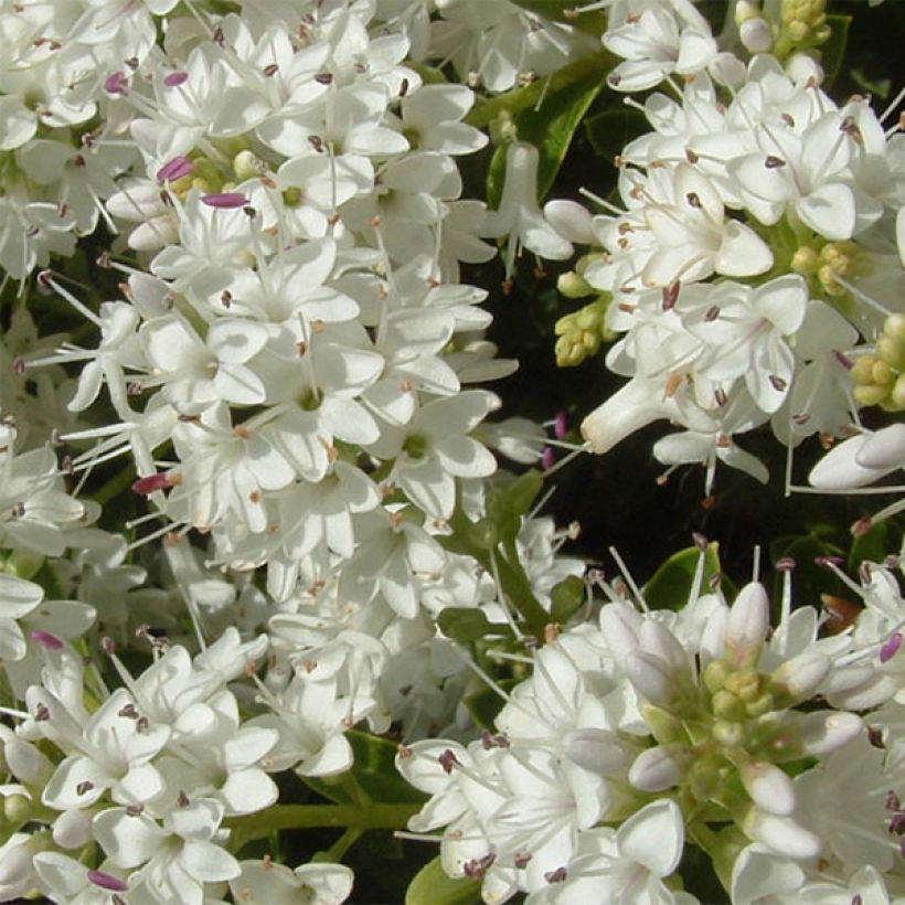 Hebe vernicosa - Strauchveronika (Flowering)