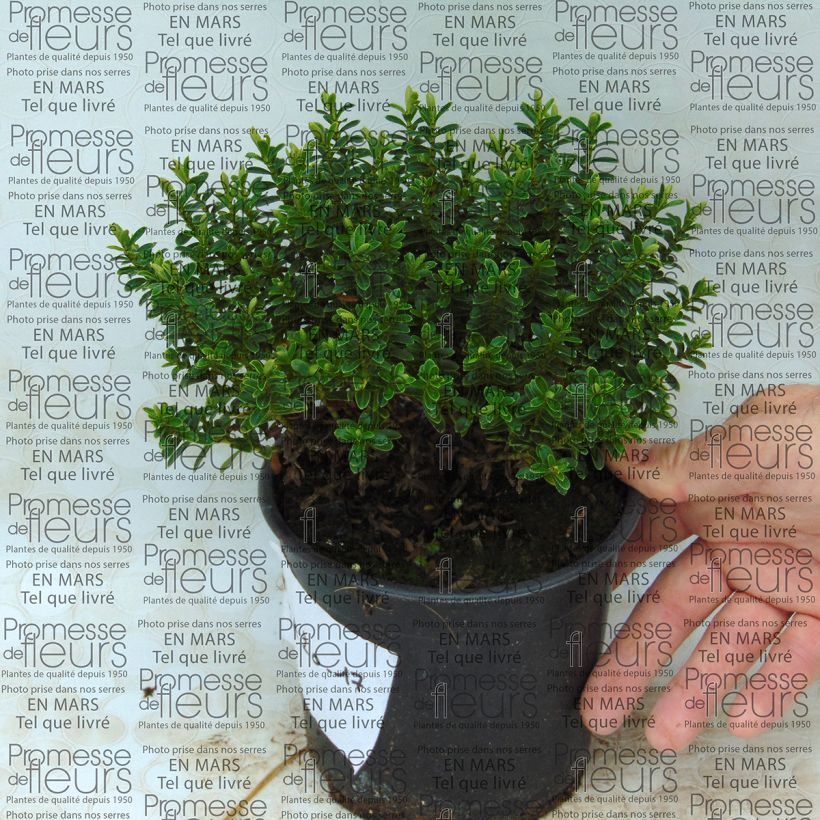 Example of Hebe vernicosa - Strauchveronika Topf mit 1L/1,5L as you get