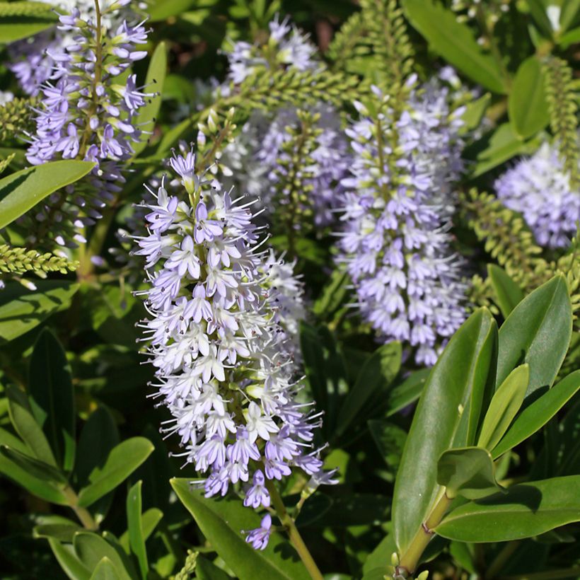 Hebe Wiri Image - Strauchveronika (Flowering)