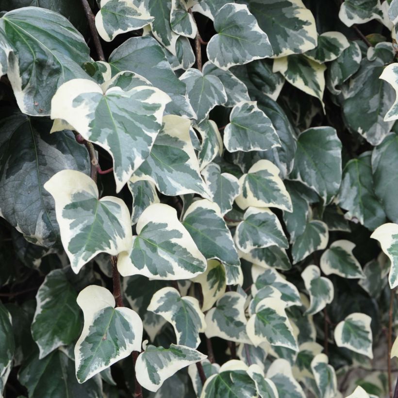 Hedera algeriensis Gloire de Marengo - Algerischer Efeu (Foliage)