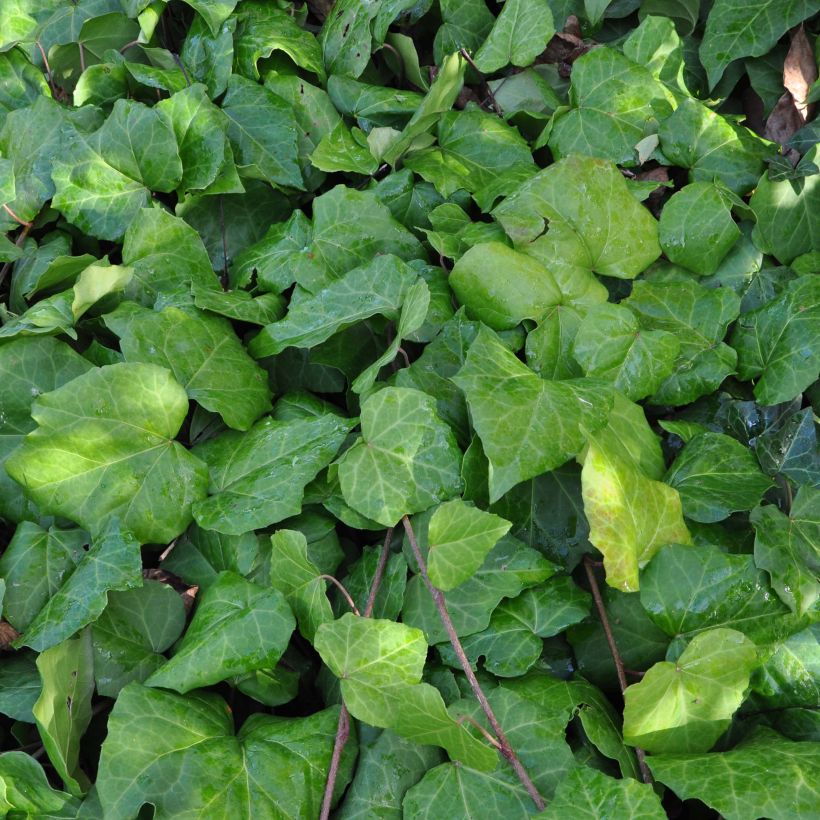 Hedera colchica - Kaukasus Efeu (Foliage)