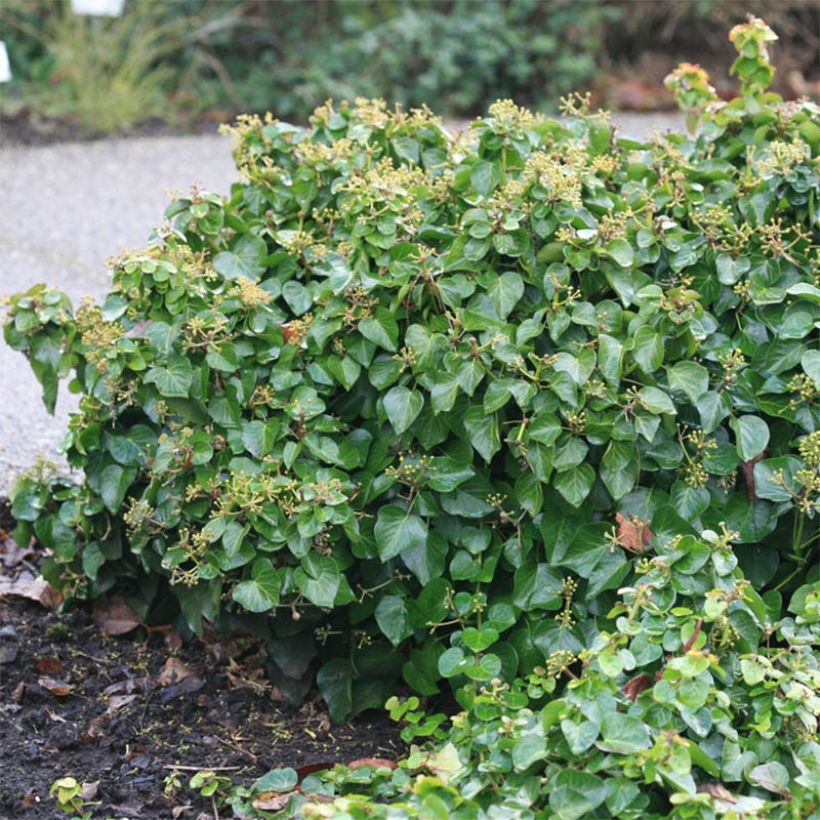 Efeu Arbori Compact - Hedera helix (Foliage)