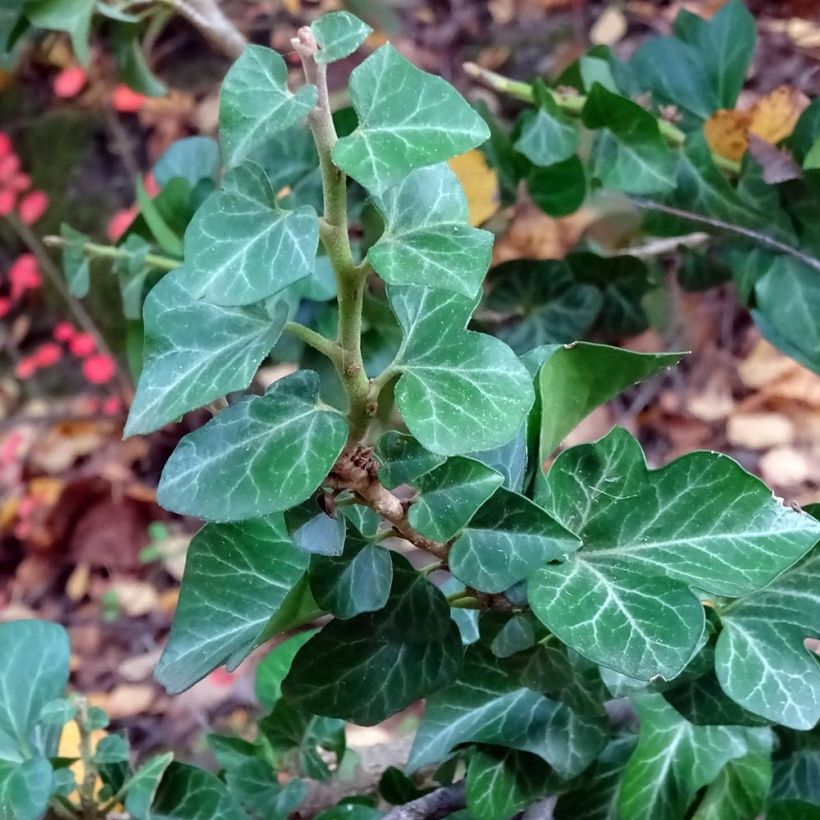Efeu Erecta - Hedera helix (Foliage)