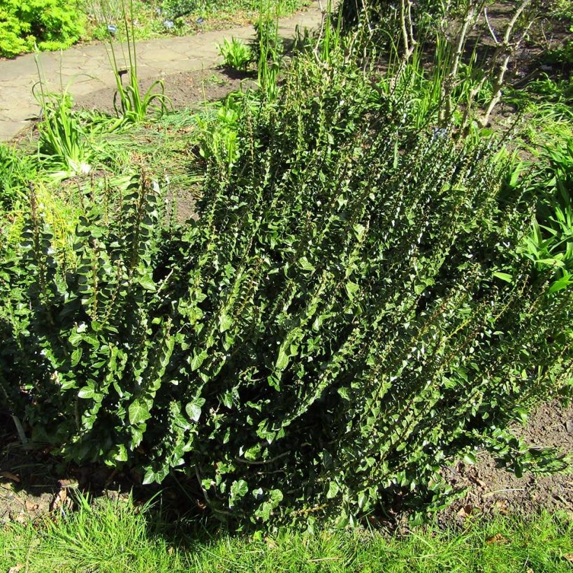 Efeu Erecta - Hedera helix (Plant habit)